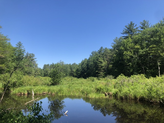 Scenic forested riverbank with still water reflecting lush green trees and a cloudy twilight sky, framed by overhanging branches and vibrant foliage, showcasing tranquil wilderness and natural beauty.